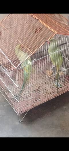 parrot talking pair