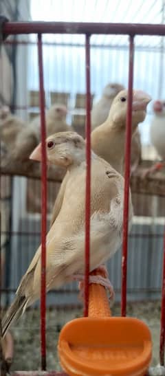 Fawn java Finch chicks