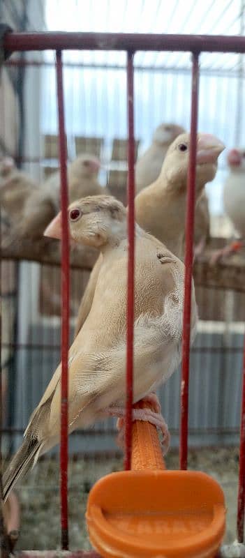 Fawn java Finch chicks 0