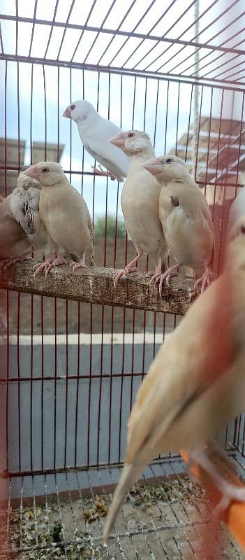 Fawn java Finch chicks 1