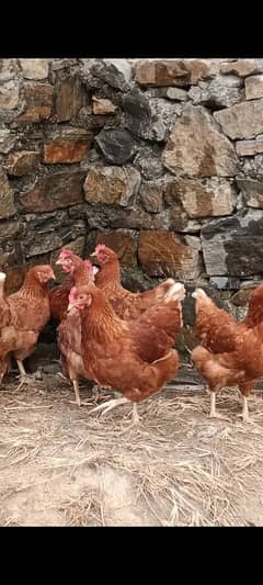 Lohman brown hens for sell