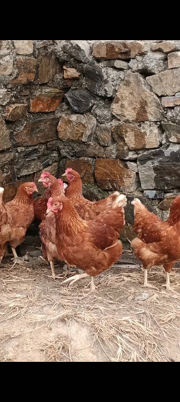 Lohman brown hens for sell 0