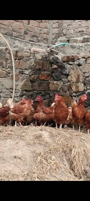 Lohman brown hens for sell 1