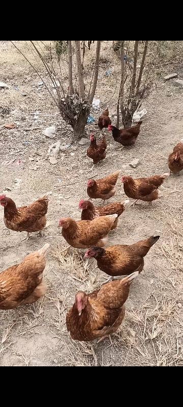 Lohman brown hens for sell 2