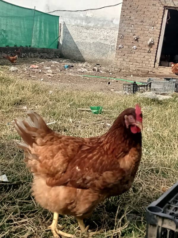 Lohman brown hens for sell 3