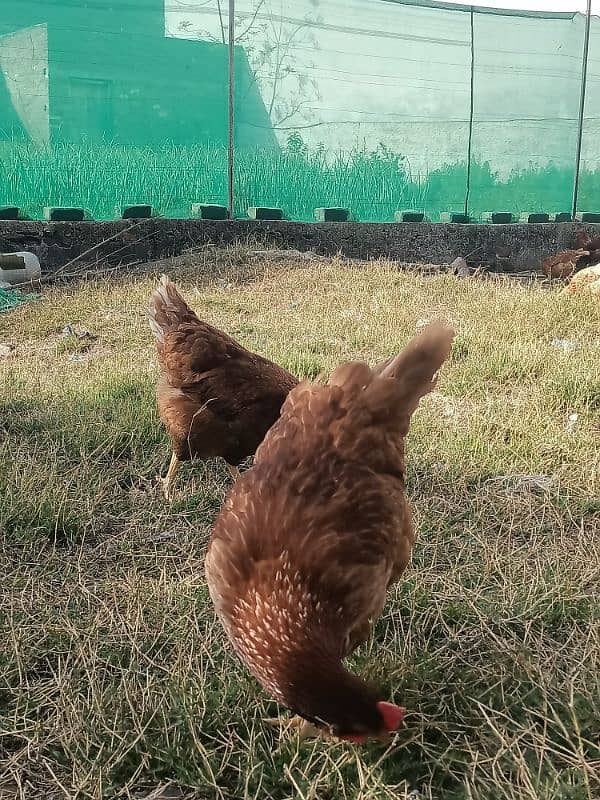 Lohman brown hens for sell 4