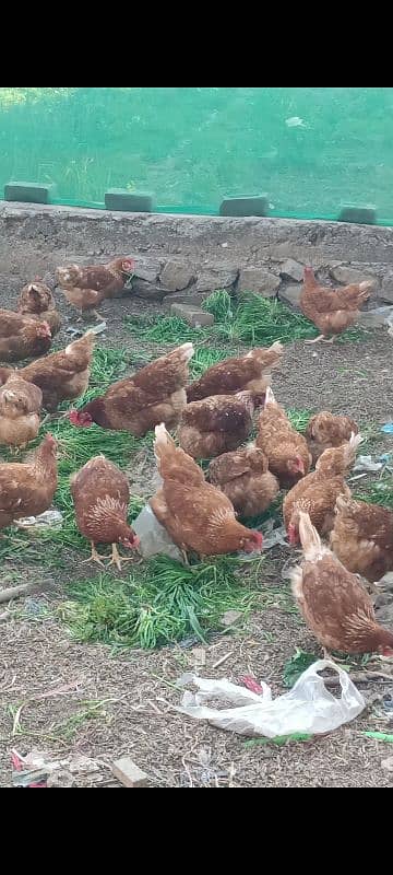 Lohman brown hens for sell 5