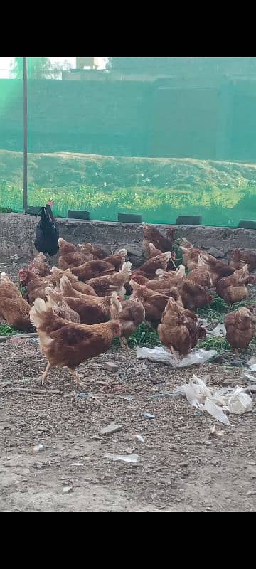 Lohman brown hens for sell 6