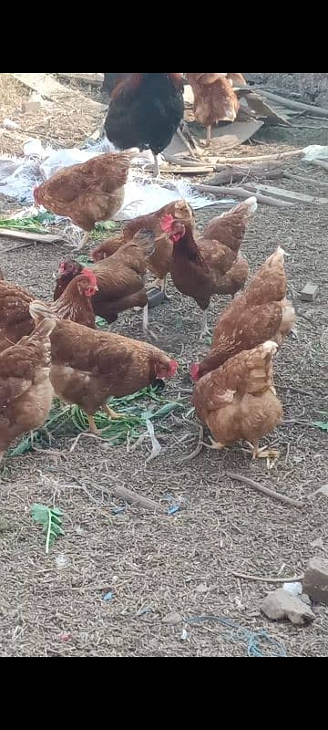 Lohman brown hens for sell 7