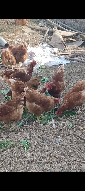 Lohman brown hens for sell 8