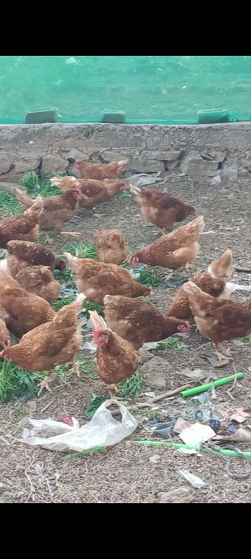 Lohman brown hens for sell 9