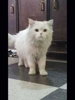 Persian cat