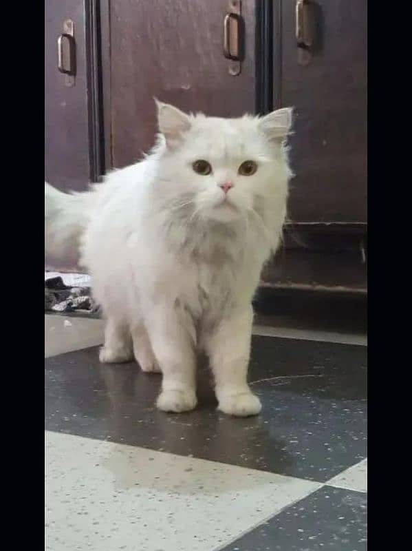 Persian cat 0