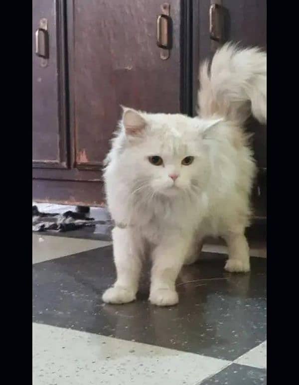 Persian cat 1