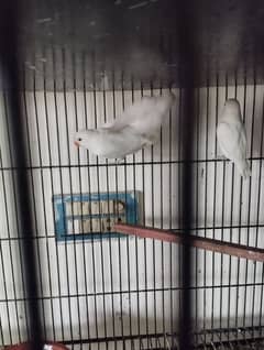 Albino red eye pathy for sell