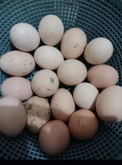 fertile aseel eggs pure