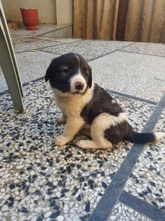 Afghan kuchi puppy for sale