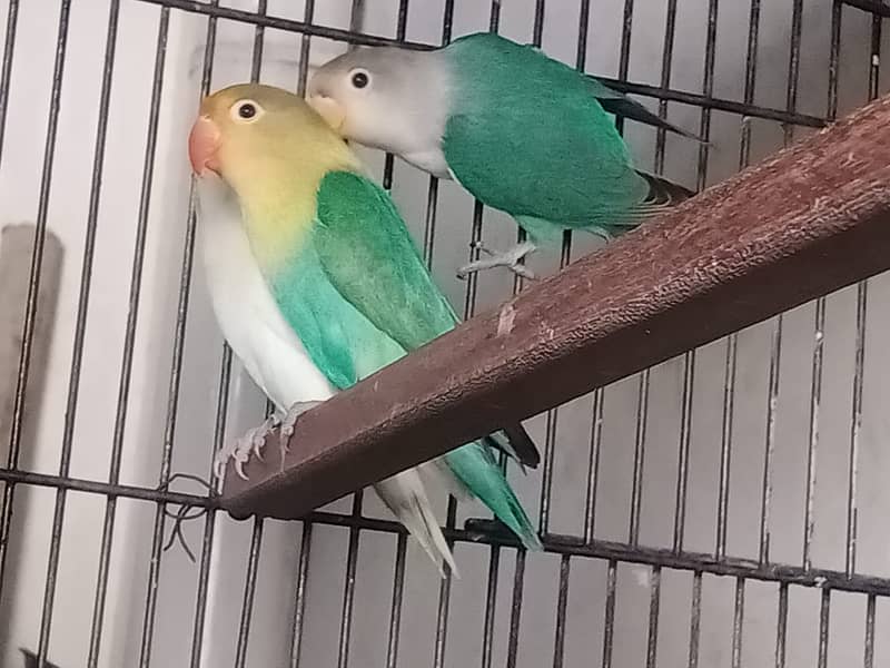 JAVA, Goldian, Love Birds 2