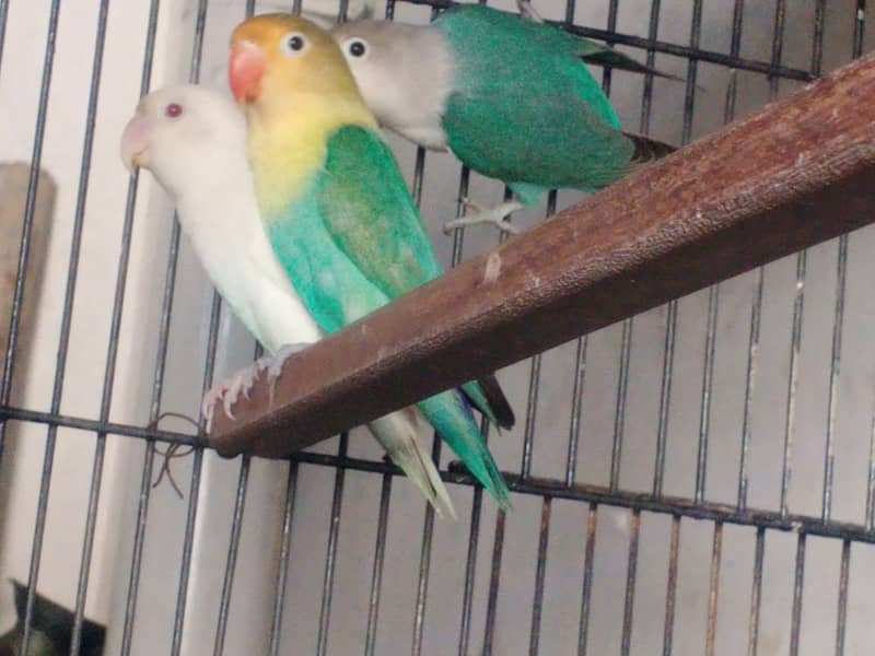 JAVA, Goldian, Love Birds 3