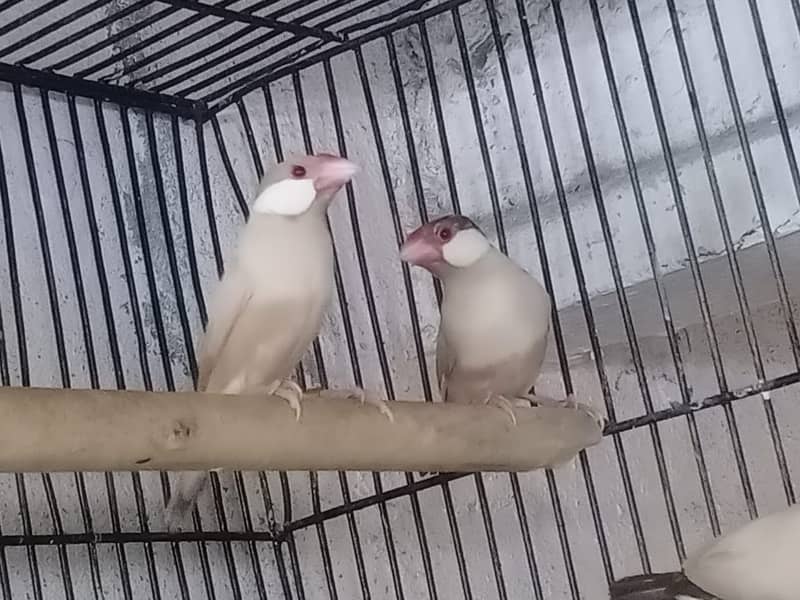 JAVA, Goldian, Love Birds 7