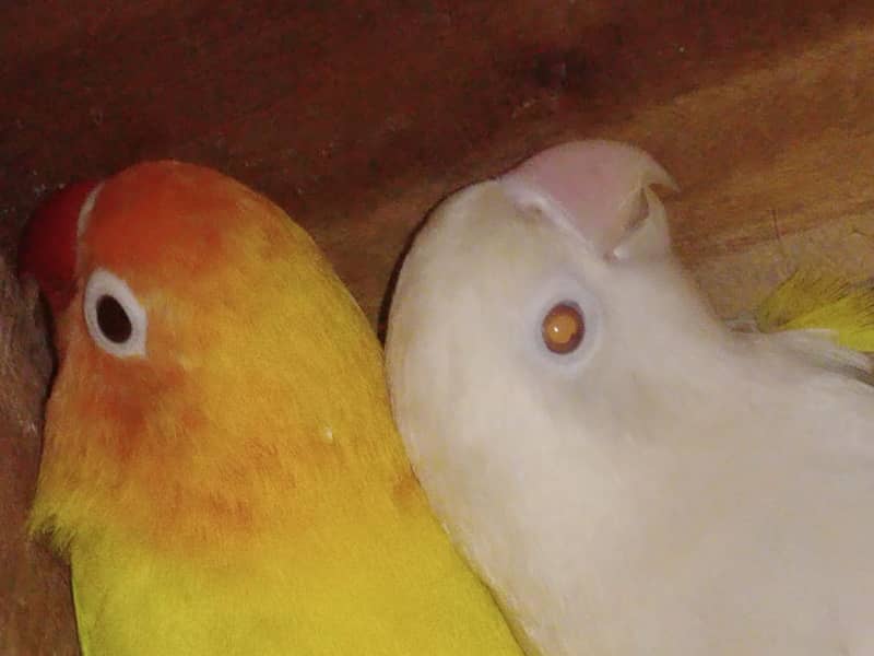 JAVA, Goldian, Love Birds 10