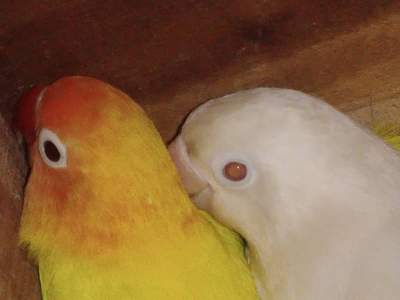 JAVA, Goldian, Love Birds 17