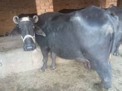 pure nali Ravi buffalo