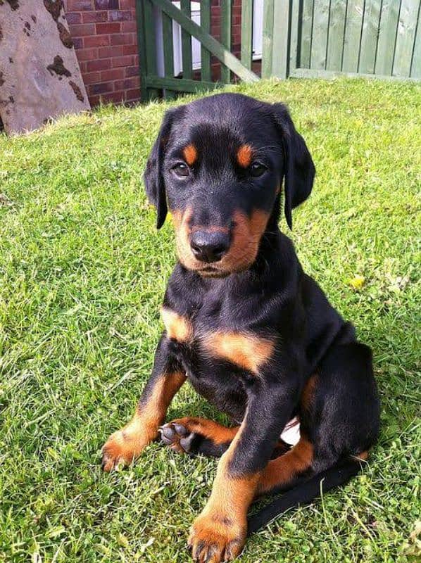 Doberman Puppies Available 1