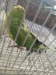 brider