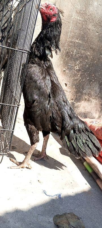 Pure Mushka Lasani Aseel Murgi , Madi , Female, Hen, Pathi 03286919456 0