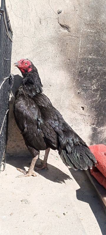 Pure Mushka Lasani Aseel Murgi , Madi , Female, Hen, Pathi 03286919456 1