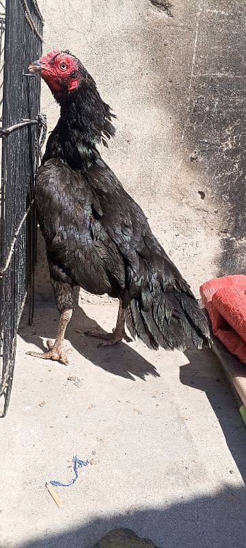 Pure Mushka Lasani Aseel Murgi , Madi , Female, Hen, Pathi 03286919456 2