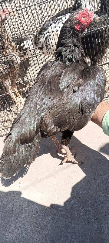 Pure Mushka Lasani Aseel Murgi , Madi , Female, Hen, Pathi 03286919456 3