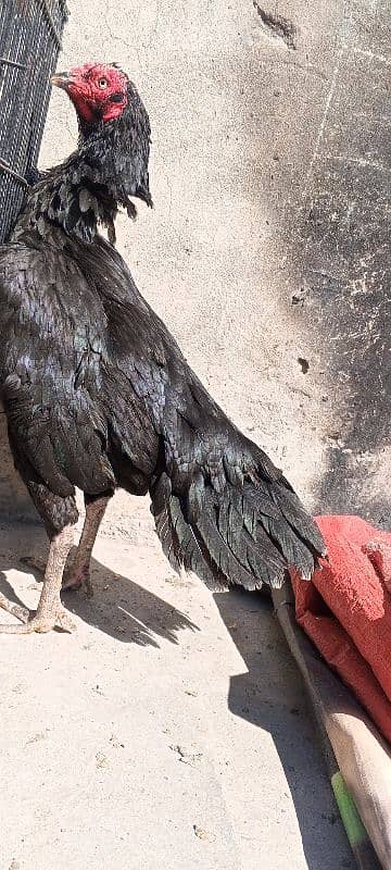 Pure Mushka Lasani Aseel Murgi , Madi , Female, Hen, Pathi 03286919456 5