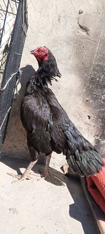 Pure Mushka Lasani Aseel Murgi , Madi , Female, Hen, Pathi 03286919456 7