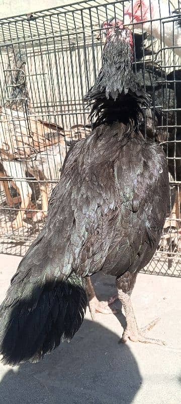 Pure Mushka Lasani Aseel Murgi , Madi , Female, Hen, Pathi 03286919456 9