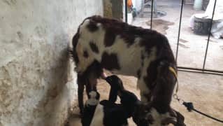 goat with kids pair