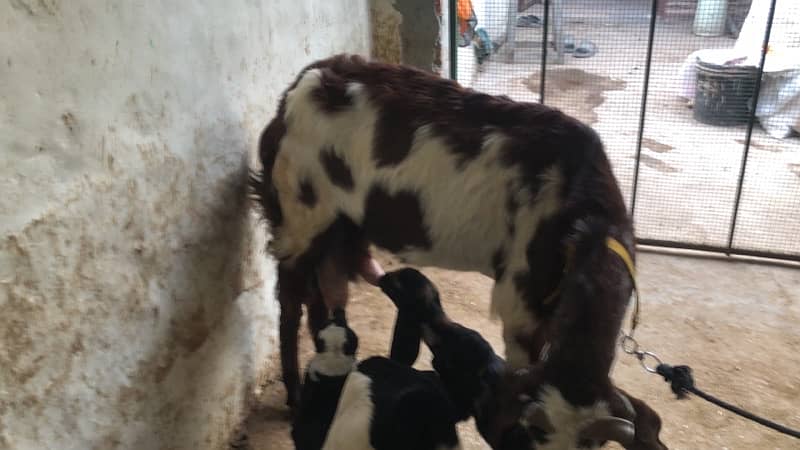 goat with kids pair 0