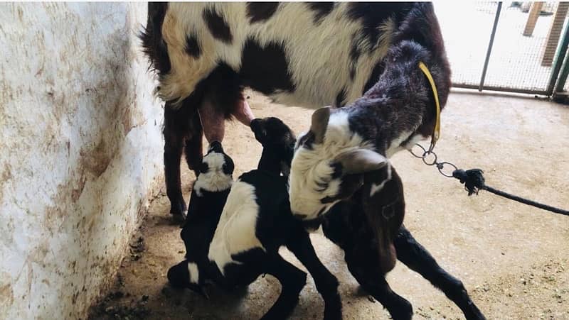 goat with kids pair 1