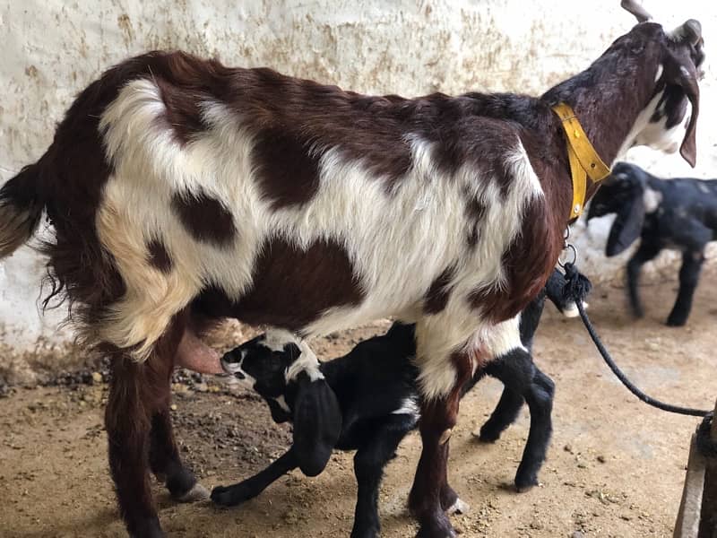 goat with kids pair 2