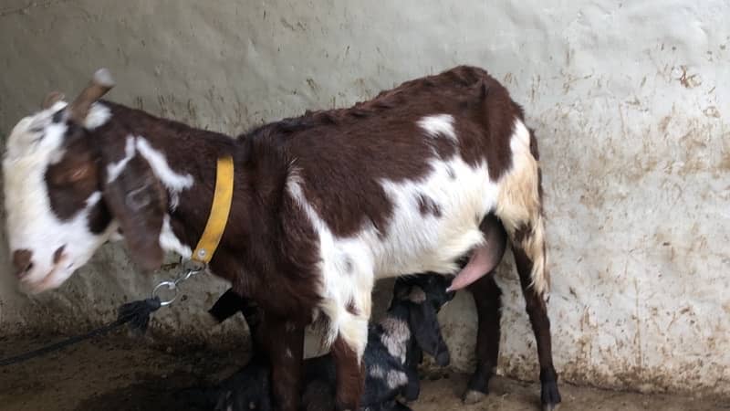 goat with kids pair 3