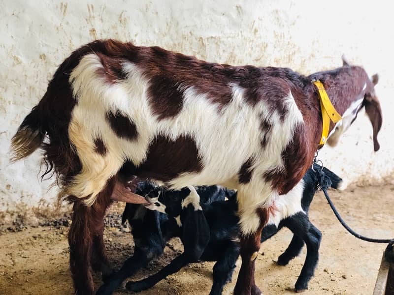 goat with kids pair 4