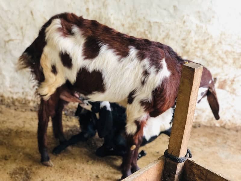 goat with kids pair 5