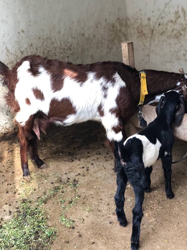 goat with kids pair 6