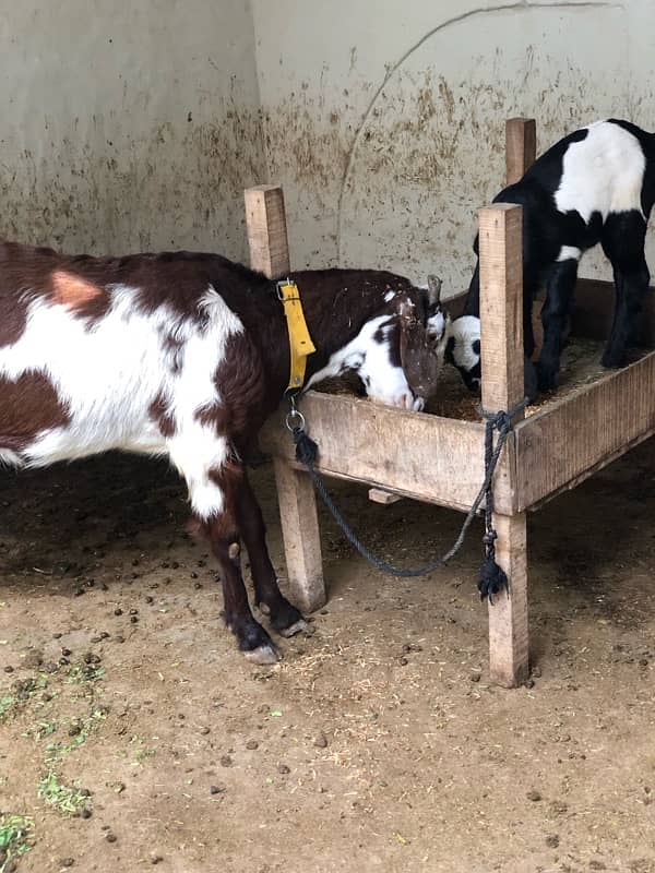 goat with kids pair 7