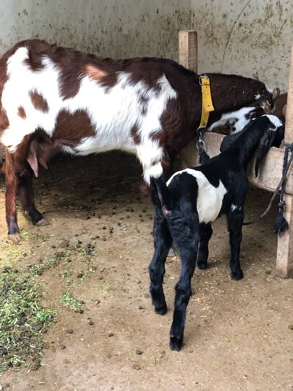 goat with kids pair 8