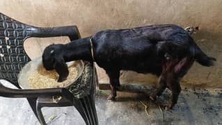 dood wali bakri for sale