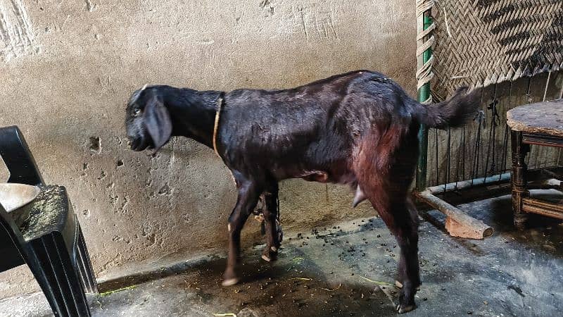 dood wali bakri for sale 1