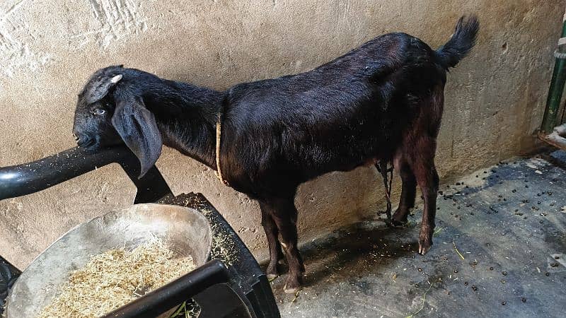 dood wali bakri for sale 4