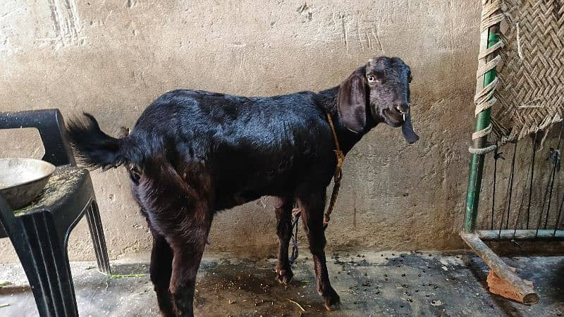 dood wali bakri for sale 5